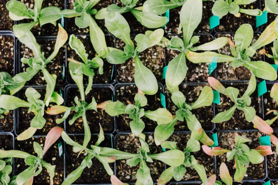 Seedling trays illustrating the propagation context for substrate qualification